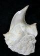 Pathological Otodus Shark Tooth #19770-1